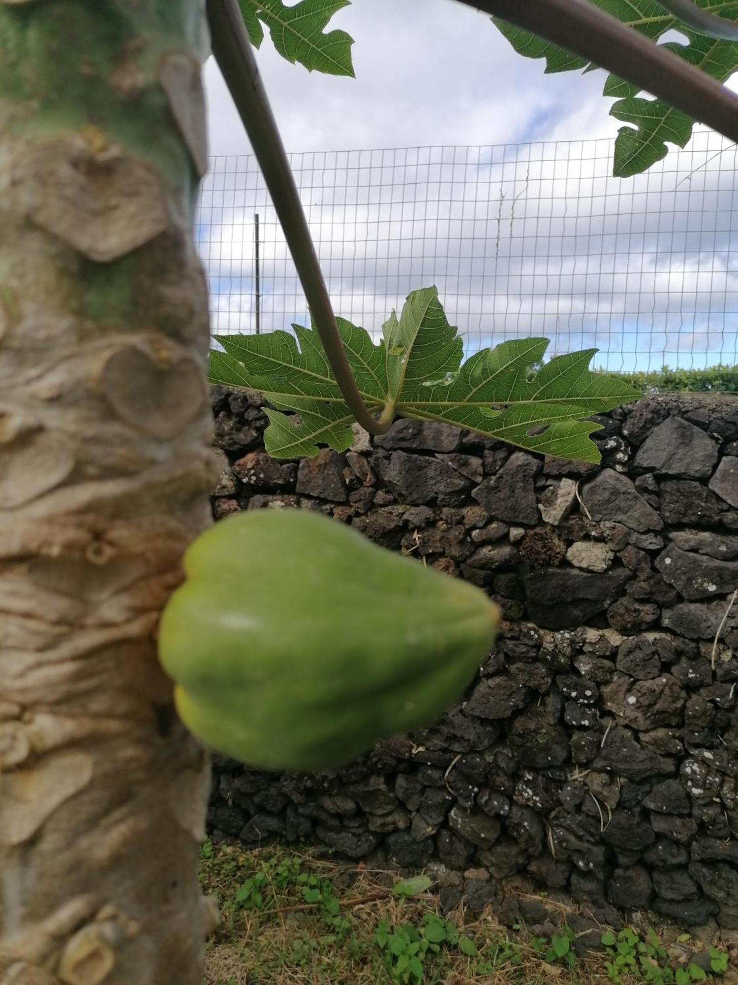 Espaço Roteiro de Mimos Açores Exterior foto