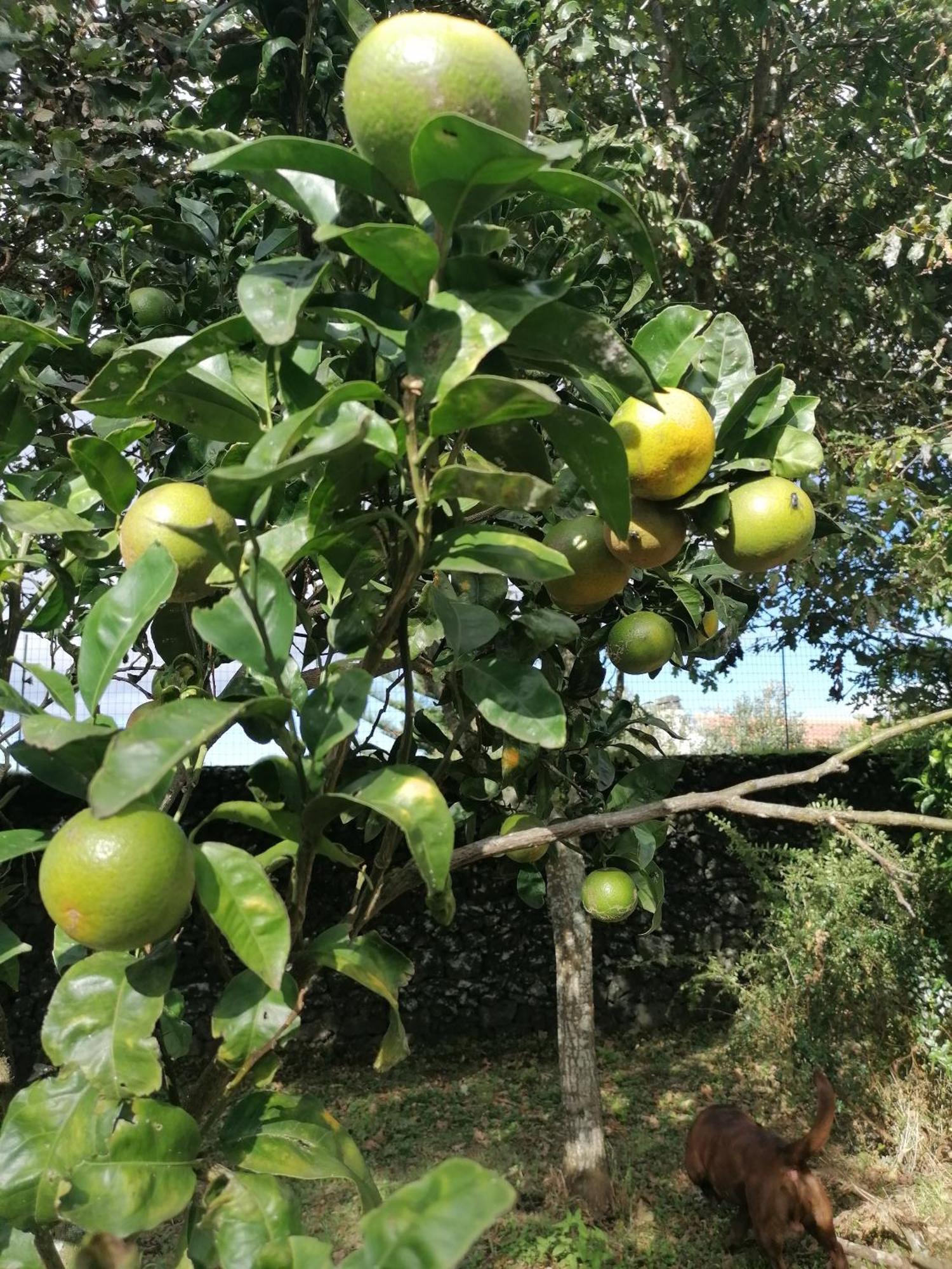 Espaço Roteiro de Mimos Açores Exterior foto